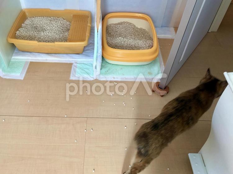 トイレ 猫,猫砂,散らばるの写真素材