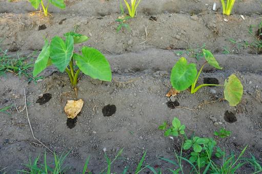 里芋畑 里芋畑 里芋,畑,植物の写真素材