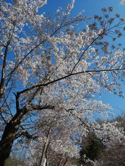 桜 桜の写真