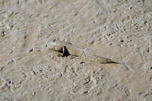 佐賀 芦刈町 ムツゴロウ1 ムツゴロウ,ハゼ,ハゼ科の写真素材