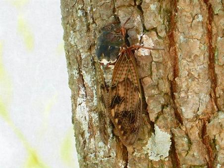 【昆虫写真】アブラゼミ(油蝉) 【昆虫写真】アブラゼミ(油蝉)の写真