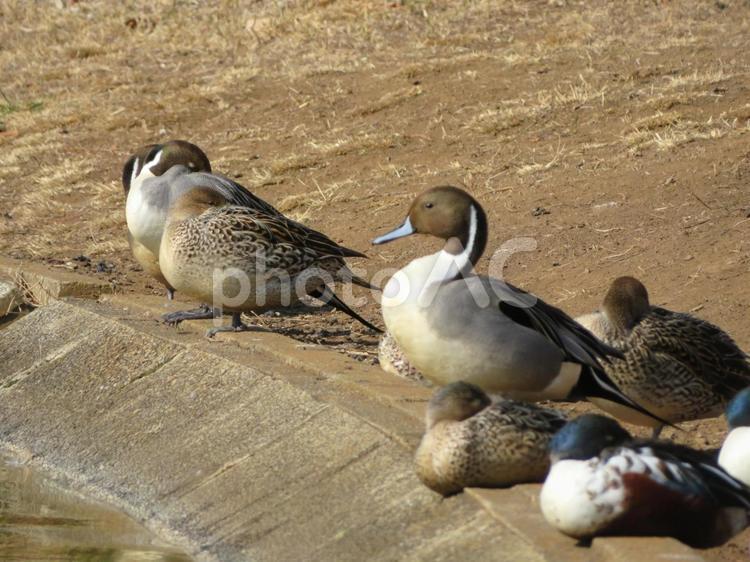 つくば市松見公園の鴨 鴨,水鳥,野鳥の写真素材