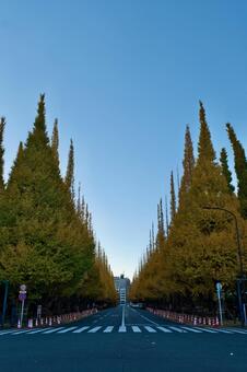 東京, 明治神宮外苑のいちょう並木 いちょう並木,明治神宮外苑,紅葉の写真素材