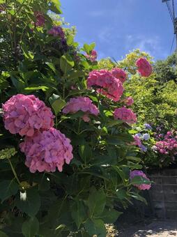 紫陽花 紫陽花の写真