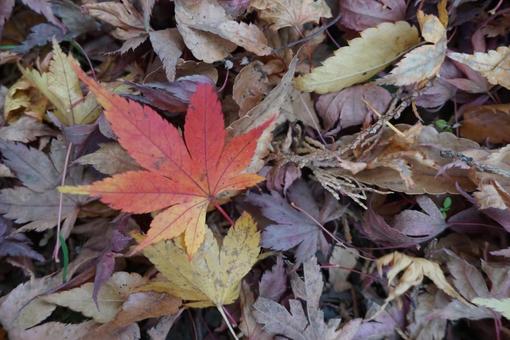 紅葉 落ち葉 紅葉 落ち葉の写真