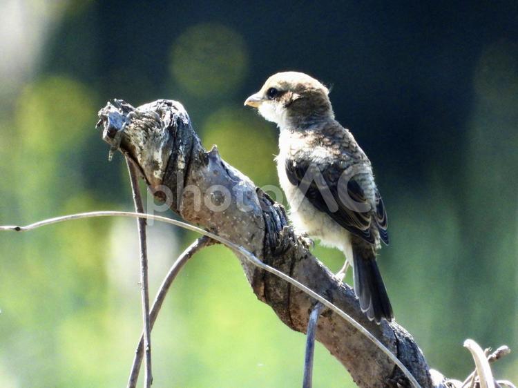 枝にとまるモズの幼鳥 鳥,野鳥,モズの写真素材