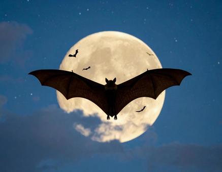 月夜のコウモリ② 月夜のコウモリ②の写真