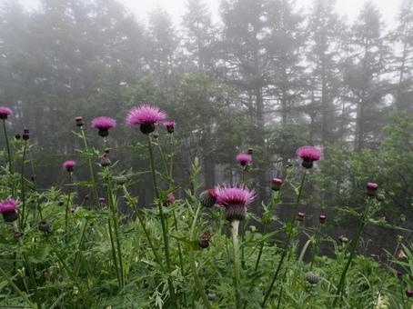 アザミの花 アザミの花 アザミ,花,草の写真素材