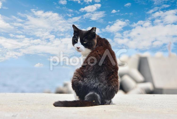 振り向く藍の島のねこちゃん ねこ,ネコ,猫の写真素材