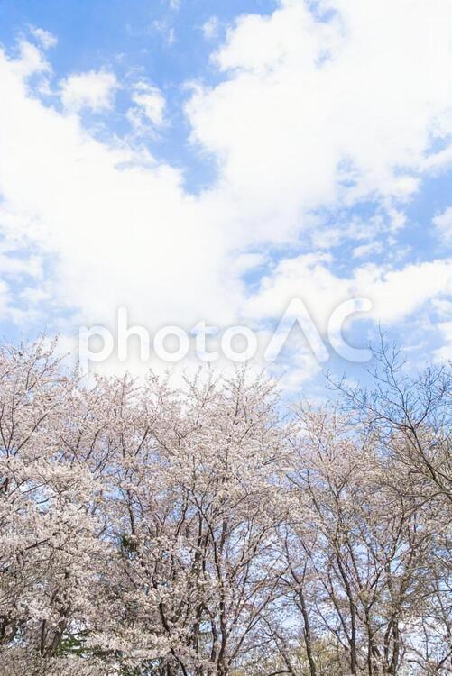 桜　さくら　咲く　公園　背景 桜,さくら,サクラの写真素材
