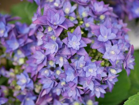 紫陽花 紫陽花の写真