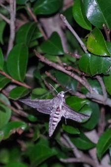 Photo, convolvulus hawk, japanese murrelet (synthliboramphus wumizusume), moth, 