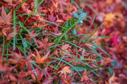 紅葉の絨毯-4 紅葉,絨毯,秋の写真素材