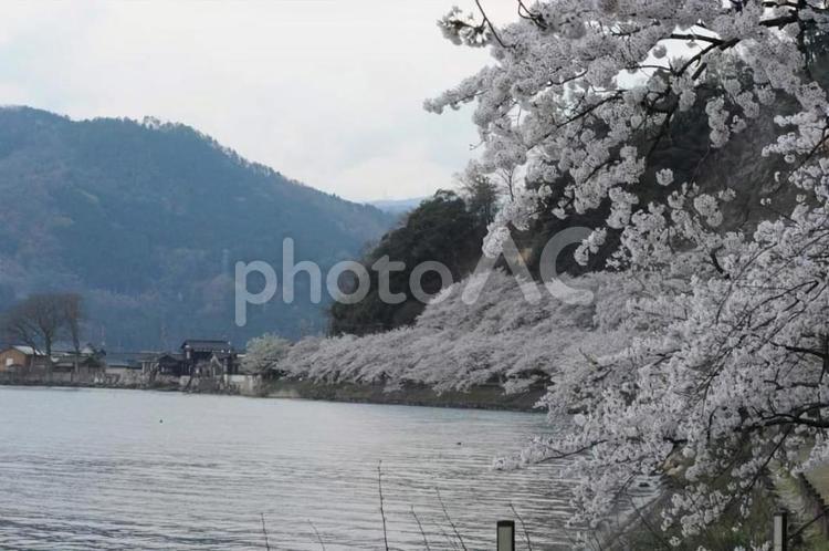 ソメイヨシノ並木 サクラ,桜,さくらの写真素材