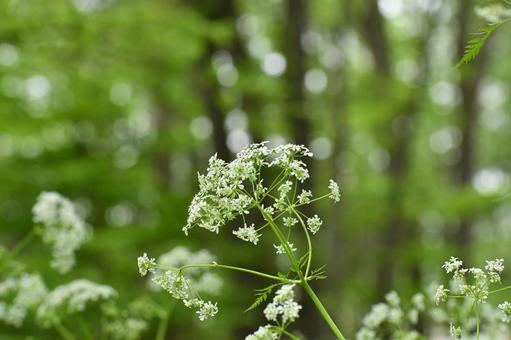 Photo, shaku, wild vegetables, plant, 