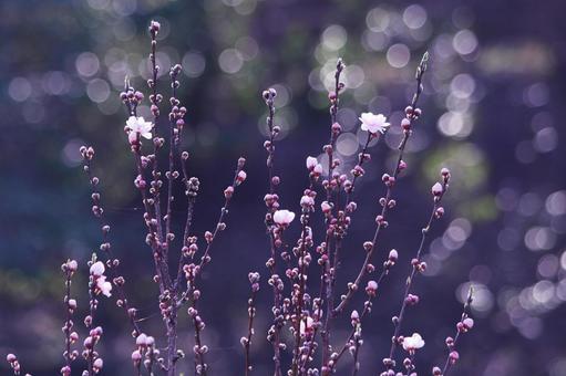 春に咲き始めた花桃の花 花,春,ハナモモの写真素材