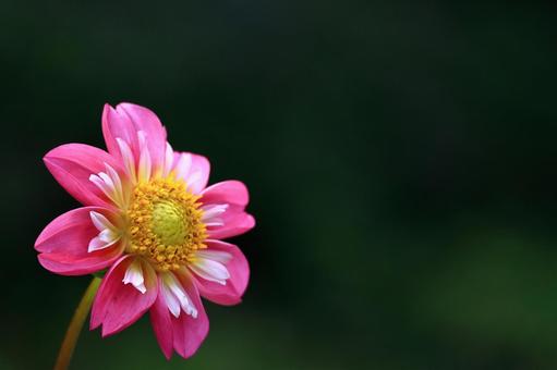 色鮮やかな大輪 色鮮やかな大輪 ダリア,花,キク科の植物の写真素材