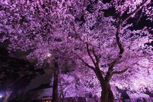 満開の夜桜 満開の夜桜の写真