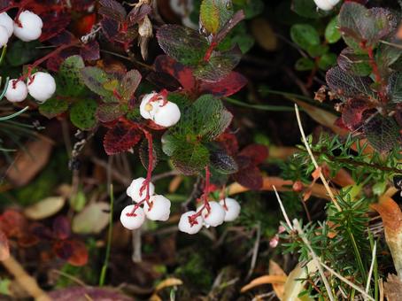 シラタマノキ シラタマノキ シラタマノキ,植物,低木の写真素材