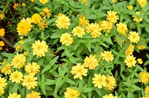 秋の山下公園花壇 秋の山下公園花壇の写真