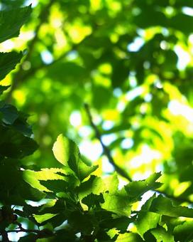 Photo, fresh green, sunlight, green, 