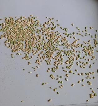 未熟な米粒 未熟な米粒 未熟米,お米,脱穀の写真素材