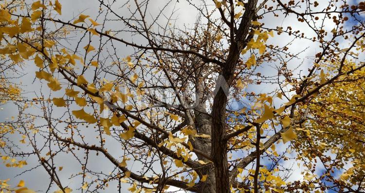 秋の空と葉が落ち始めたイチョウ 秋,イチョウ,いちょうの写真素材