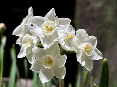 白の水仙の花 白の水仙の花の写真