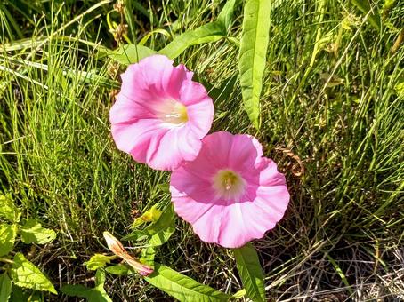 道端の昼顔 道端の昼顔 昼顔,ピンクの花,雑草の写真素材