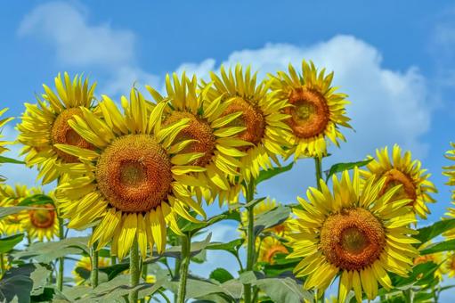 ヒマワリの花 ヒマワリの花 ひまわり,ひまわり畑,アウトドアの写真素材