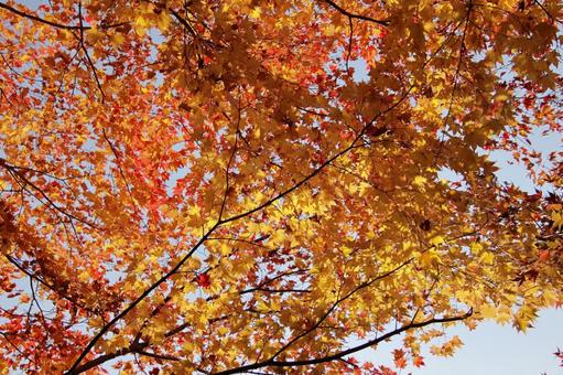 Looking up at maple trees-1, JPG Looking up at maple trees-1, JPG