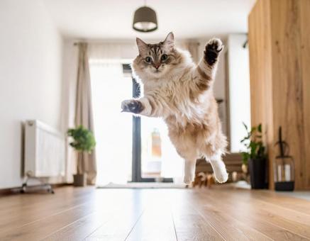 宙に浮いている猫 ジャンプ 室内2 宙に浮いている猫 ジャンプ 室内2の写真