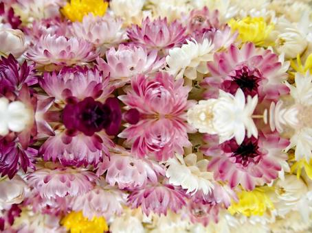 鏡の中の花 鏡の中の花 花,華,花束の写真素材