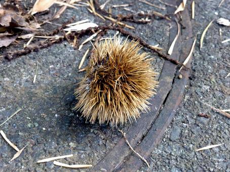 郊外の歩道に落ちていたイガグリ 郊外の歩道に落ちていたイガグリ イガグリ,栗,植物の写真素材