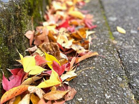 紅葉の落ち葉 落ち葉,紅葉,秋の写真素材