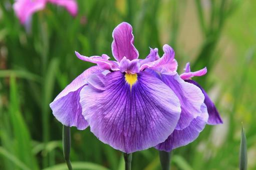 ハナショウブ・花菖蒲 ハナショウブ,クローズアップ,初夏の写真素材