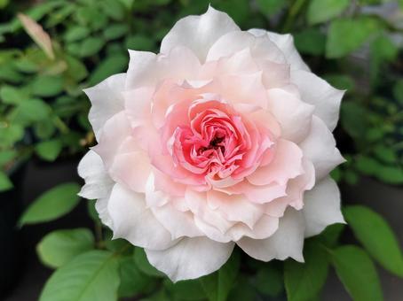 ベランダのバラ・シャリマー 薔薇,バラ,シャリマーの写真素材