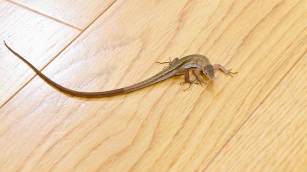 二ホンカナヘビ 二ホンカナヘビ,カナヘビ科,トカゲの写真素材