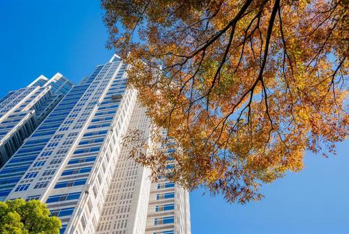 東京都庁と紅葉の風景 12 東京都庁,新宿,都庁の写真素材