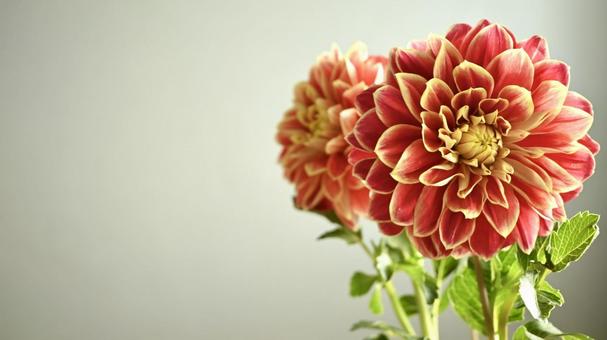 ダリア ダリア ダリア,花,赤の写真素材