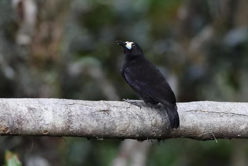 タンビキヅノフウチョウの写真