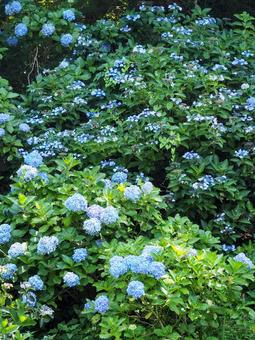 夏の印旛沼公園・森の中の紫陽花(印西市) 夏の印旛沼公園・森の中の紫陽花(印西市) 夏,印旛沼公園,紫陽花の写真素材