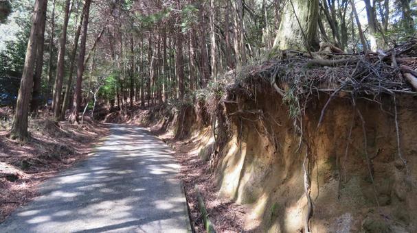 宇佐山城 城跡の風景 登山道 宇佐山城 城跡の風景 登山道の写真