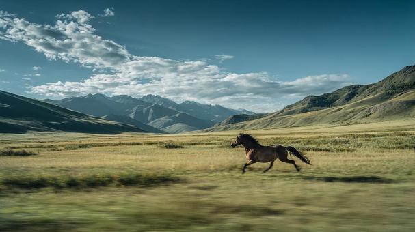 広大な草原を駆ける馬 広大な草原を駆ける馬の写真