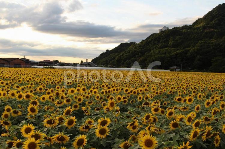 杷木のひまわり ひまわり,一面,満開の写真素材