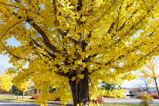 イチョウの街路樹 イチョウの街路樹,イチョウ,銀杏の写真素材