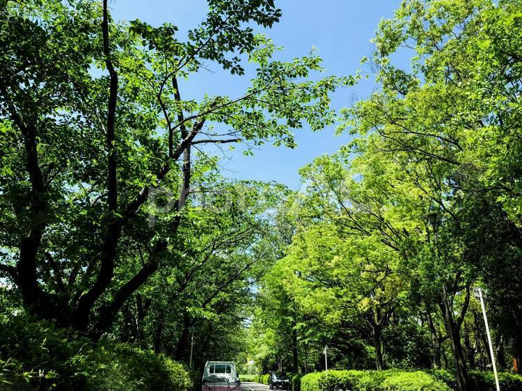 並木道　植物　樹木　青空 並木道,空,青空の写真素材