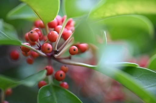 モチノキ モチノキ,木,葉の写真素材