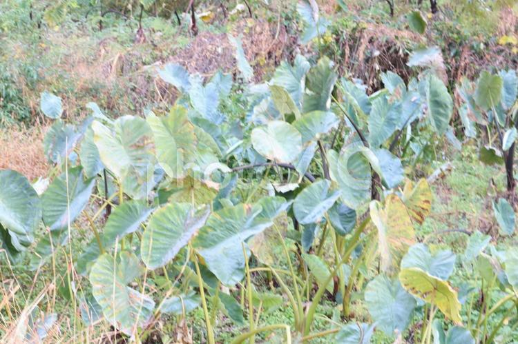 芋の葉さといも自然野生食品植物 自然,のびのび,ほのぼのの写真素材