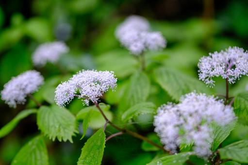 Photo, core dusk, small hydrangea, deciduous low wood, 